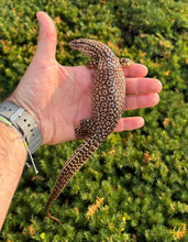 Load image into Gallery viewer, Adult Red Ackie Monitor (Female)