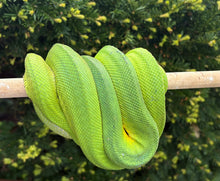 Load image into Gallery viewer, Adult Patternless Emerald Tree Boa (Female)