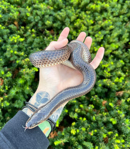 Adult Sunbeam Snake