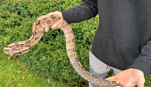 Sub-Adult Guyana Boa (Female)