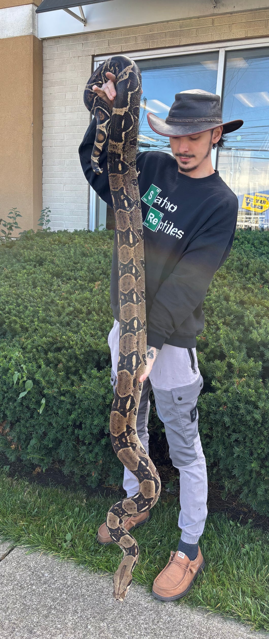 XL Adult Columbian Red-Tailed Boa Constrictor (Female)