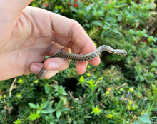 Load image into Gallery viewer, Baby Egyptian Diced Water Snake