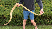 Load image into Gallery viewer, Adult Sulphur Oriental Ratsnake