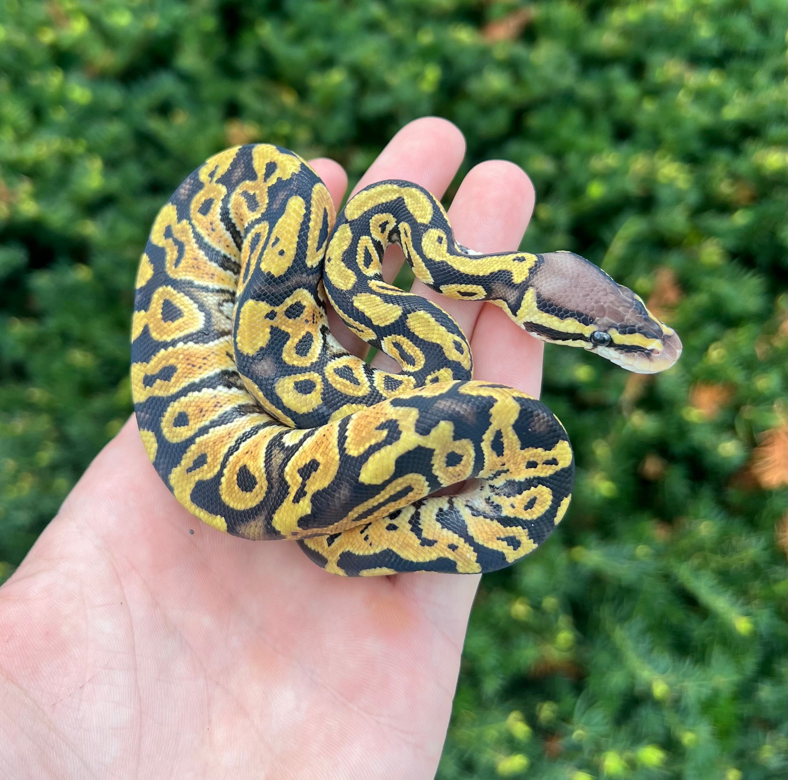 Pastel Monarch Ball Python Baby Pastel Ball Python