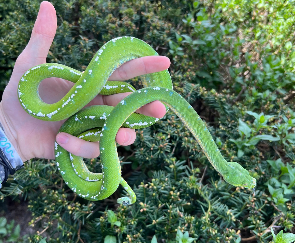 Adult ‘High-White’ Aru Green Tree Python (Male 2) – Scales and Tails of ...