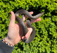 Load image into Gallery viewer, Sub-Adult Green Water Snake (Female 1)