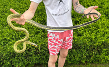 Load image into Gallery viewer, Adult Sumatran Beauty Ratsnake (Male 2)