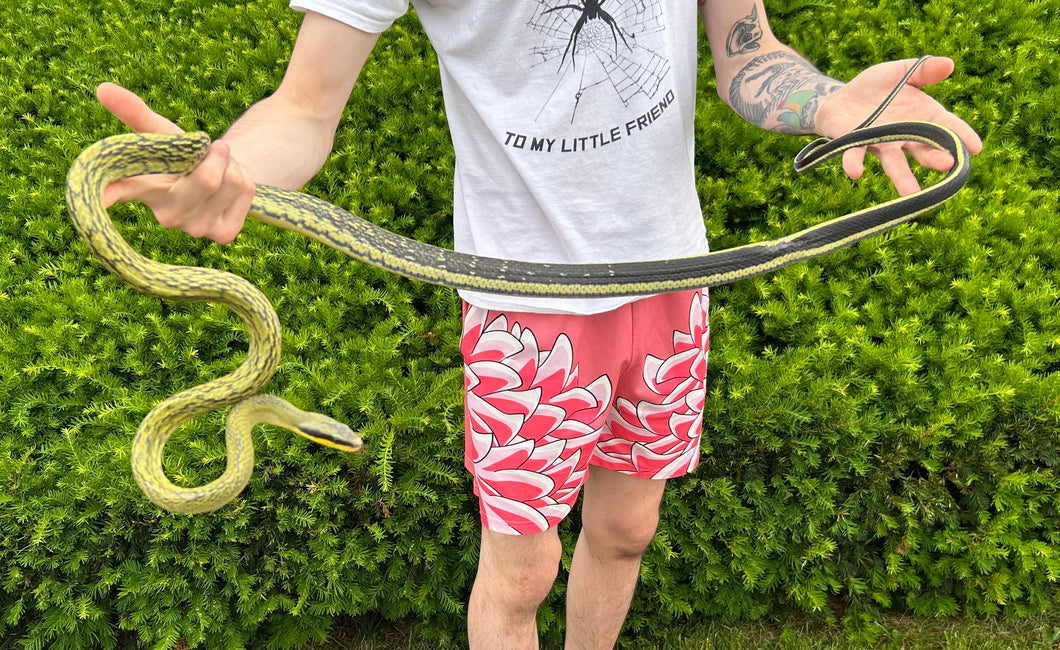 Adult Sumatran Beauty Ratsnake (Male 2)