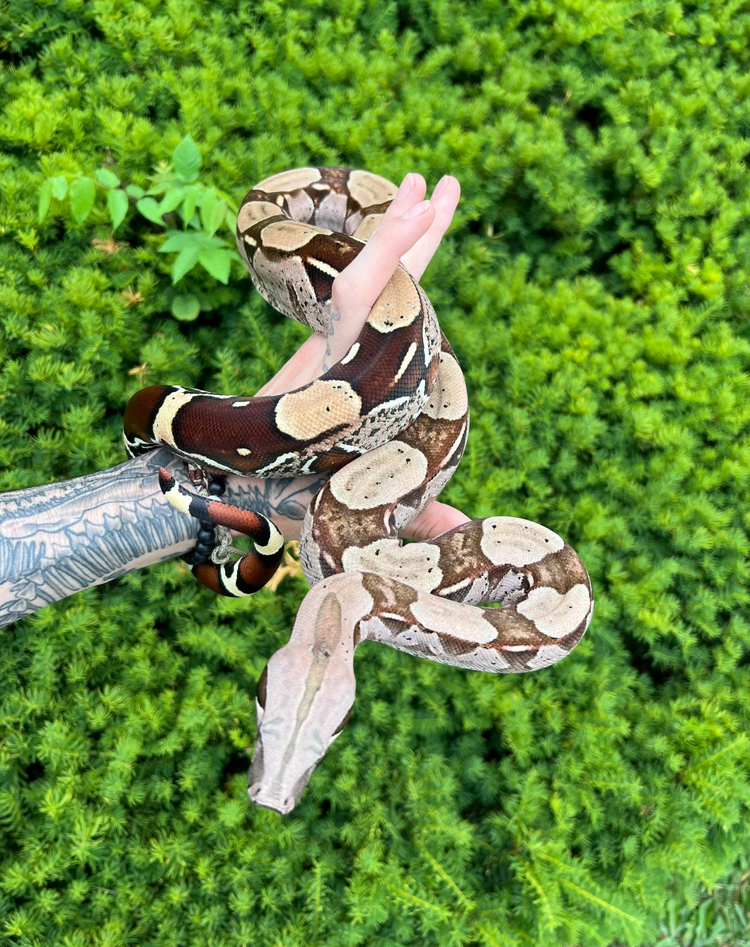 Juvevile Guyana Boa (Male 4)