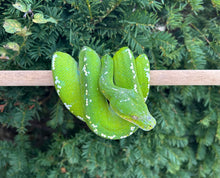 Load image into Gallery viewer, Adult Aru Green Tree Python (Female)