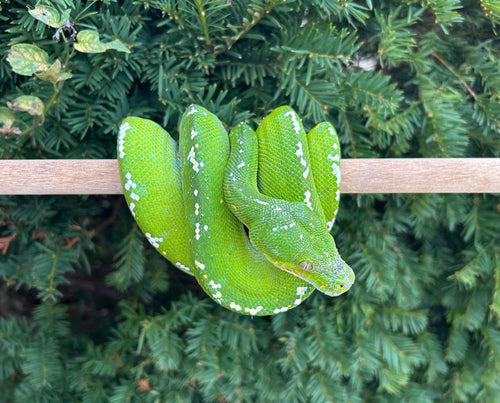 Adult Aru Green Tree Python (Female)