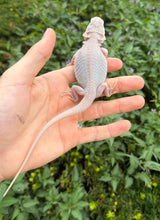 Load image into Gallery viewer, Baby Translucent Zero Bearded Dragon