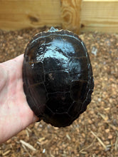 Load image into Gallery viewer, 6” Eastern Painted Turtle