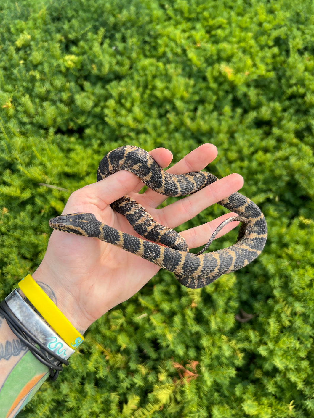 Adult Banded Water Snake (Female)