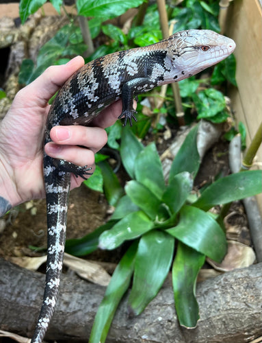 Adult Indonesian Blue Tongue Skink (2)