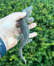 Load image into Gallery viewer, Adult ‘Patternless’ Tokay Gecko (Male 1)