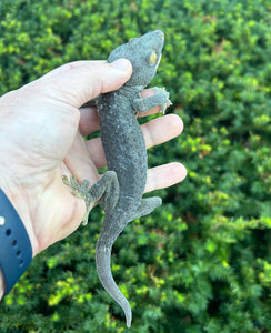Adult ‘Patternless’ Tokay Gecko (Male 1)