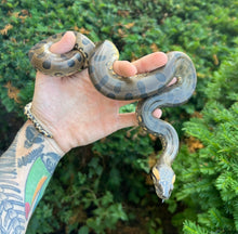 Load image into Gallery viewer, Yearling Green Anaconda (Female 2)