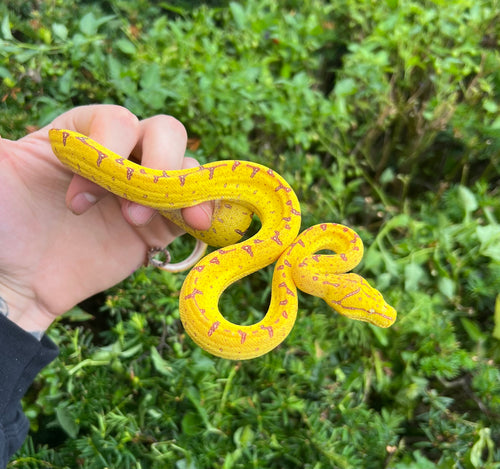 Baby Manokwari Green Tree Python (2)