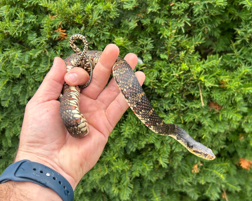 Adult Banded Water Snake