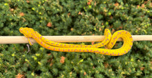 Load image into Gallery viewer, Baby Cyclops Mnt Green Tree Python (2)