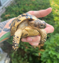 Load image into Gallery viewer, 5” Greek Tortoise (2)
