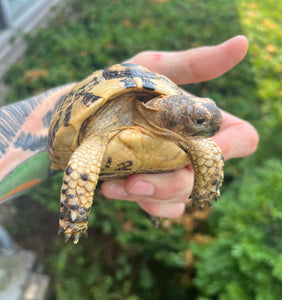 5” Greek Tortoise (2)