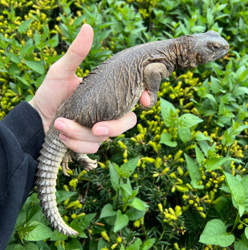 Adult Egyptian Uromastyx (1)