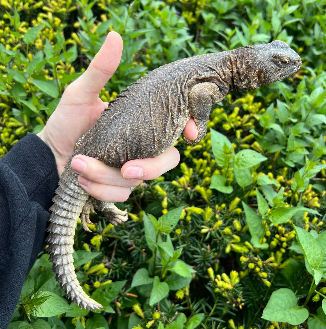 Adult Egyptian Uromastyx (1)