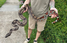 Load image into Gallery viewer, 7’ Adult Guyana Boa (Female)
