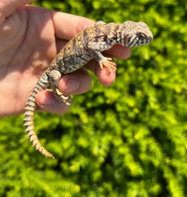 Load image into Gallery viewer, Baby Ornate Uromastyx (4)
