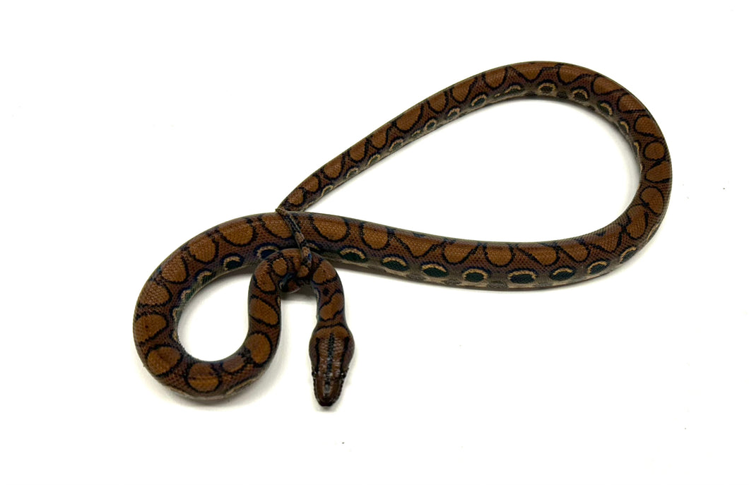 Yearling Brazilian Rainbow Boa (Female 2)