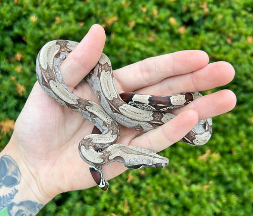 Baby Guyana Boa (Male 1)