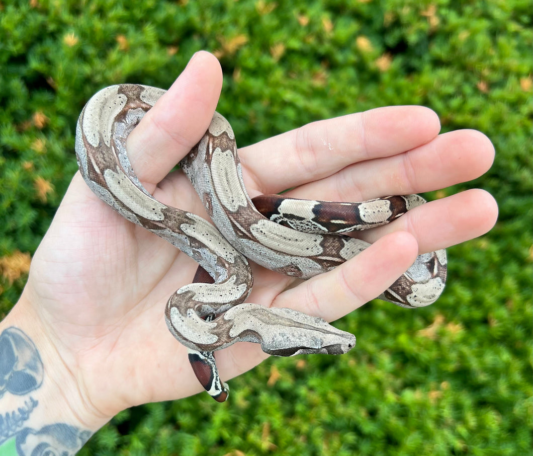 Baby Guyana Boa (Male 1)