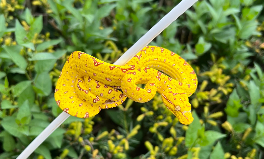 Baby Biak Green Tree Python (2)