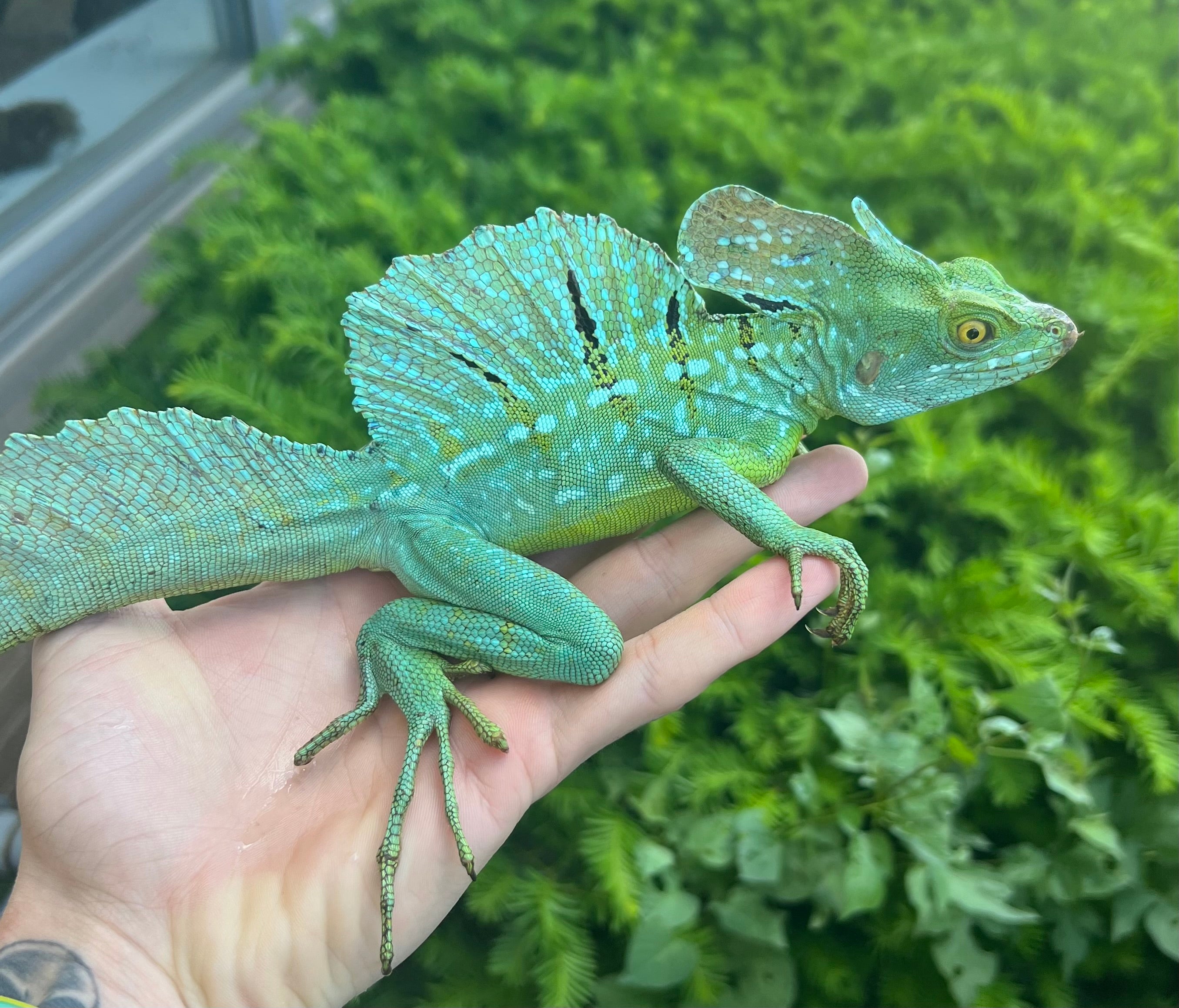 Adult Green Basilisk (Male 1) – Scales and Tails of Ohio