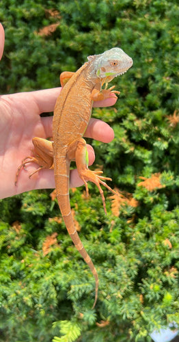 Baby Orange Sunbust Zero Green Iguana