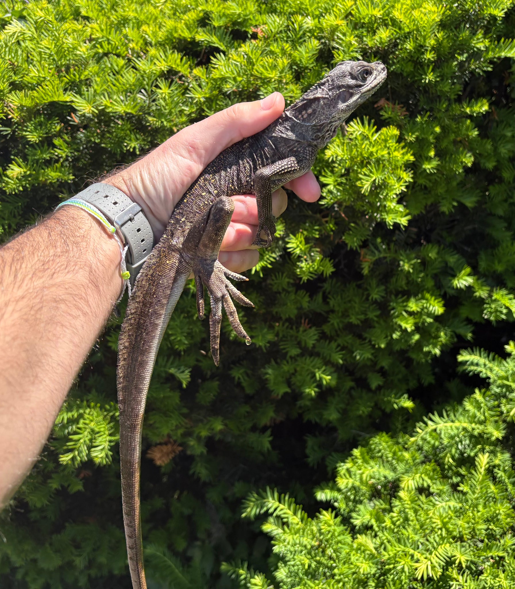Juvenile Indonesian Giant Sailfin Dragon (1) – Scales and Tails of