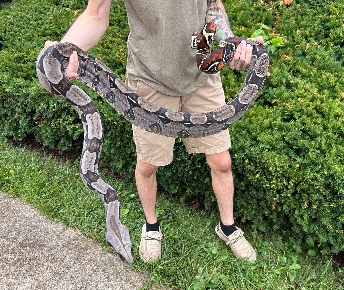 8’ Adult Guyana Boa (Male) – Scales and Tails of Ohio