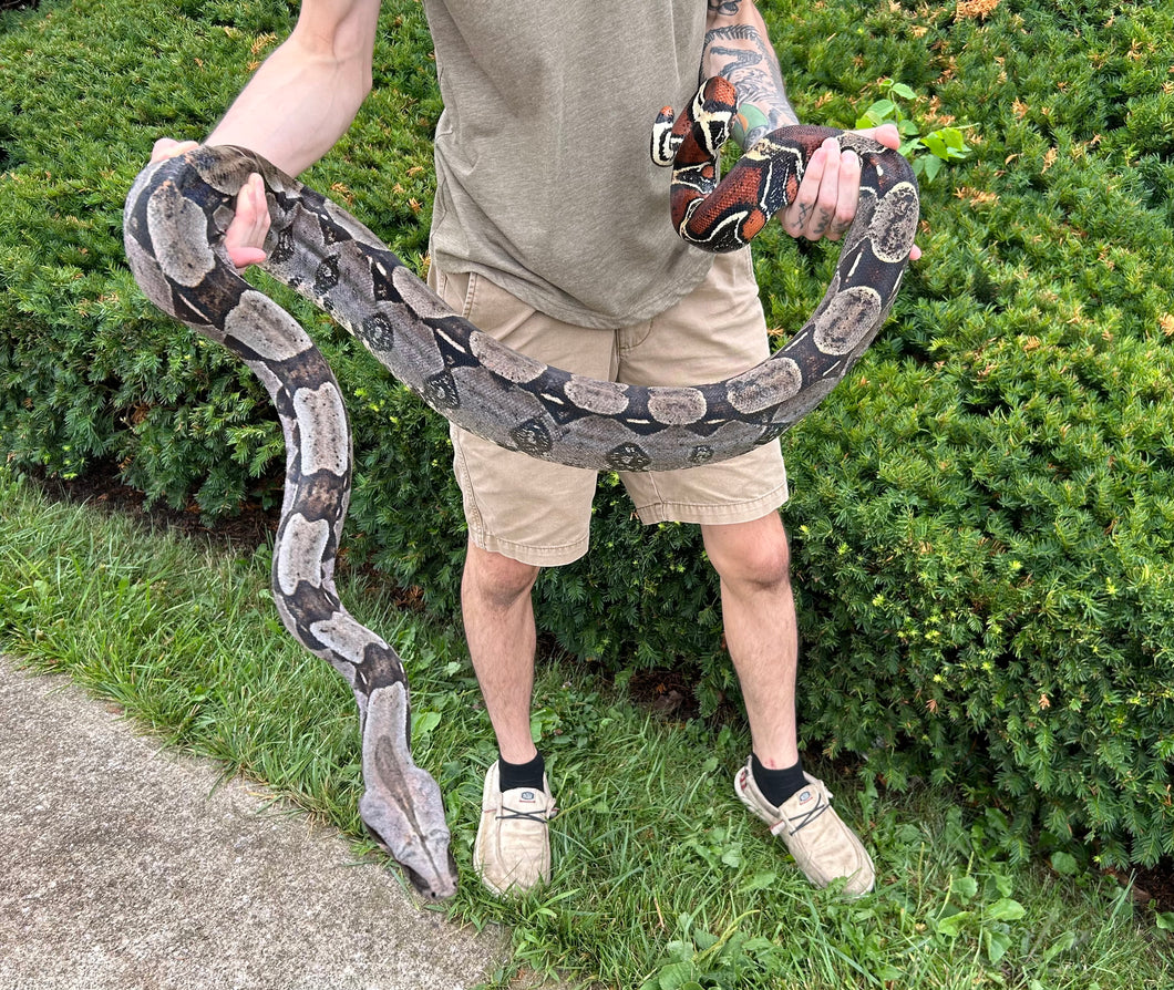 8’ Adult Guyana Boa (Male)
