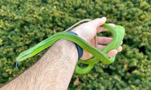 Sub-Adult Malaysian Red Tailed Green Ratsnake (Male)