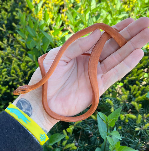 Patternless Amazon Tree Boa (Female 1)