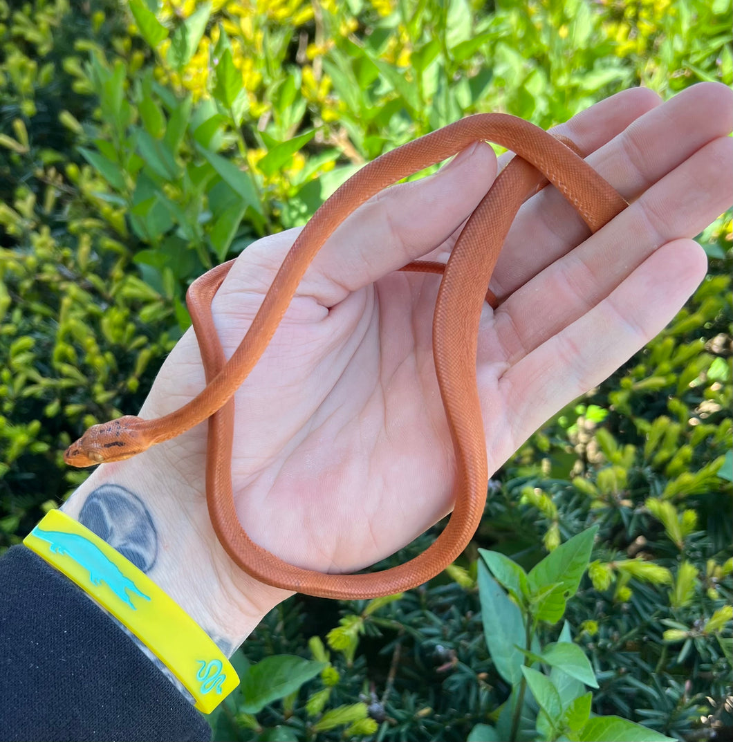 Patternless Amazon Tree Boa (Female 1)