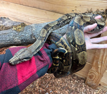 Load image into Gallery viewer, Sub-Adult Boa Constrictor (Male)