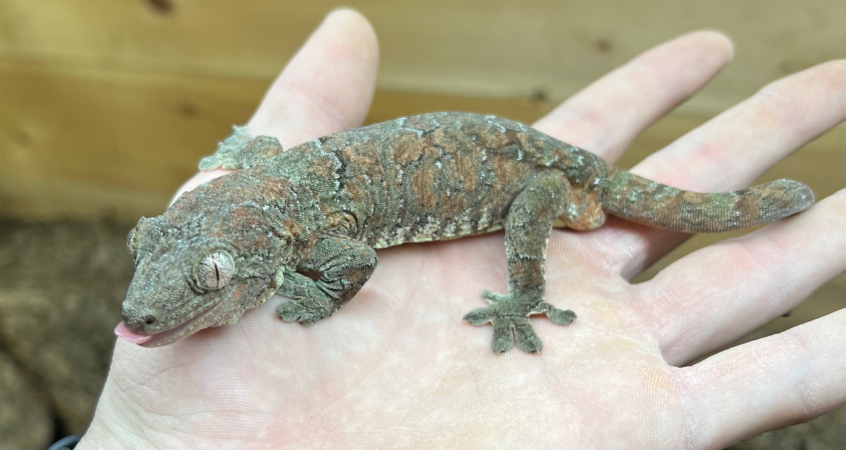 Adult Pine Island Chahoua Gecko (Pair) – Scales and Tails of Ohio