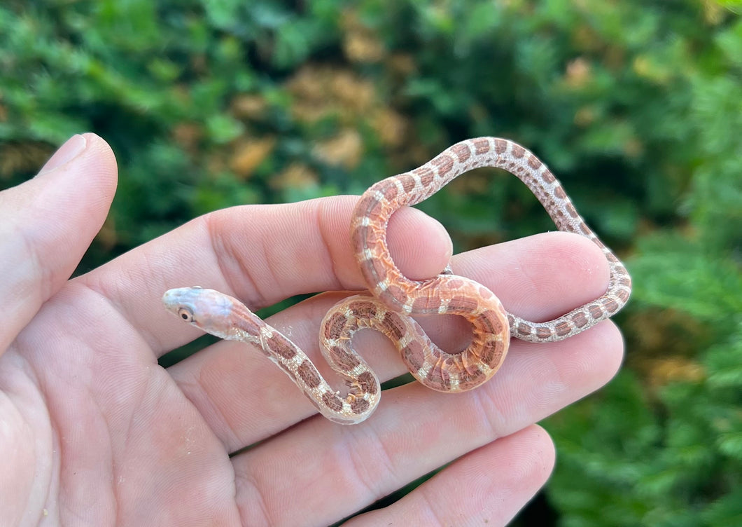 Baby Scaleless Everglades Ratsnake (Male)