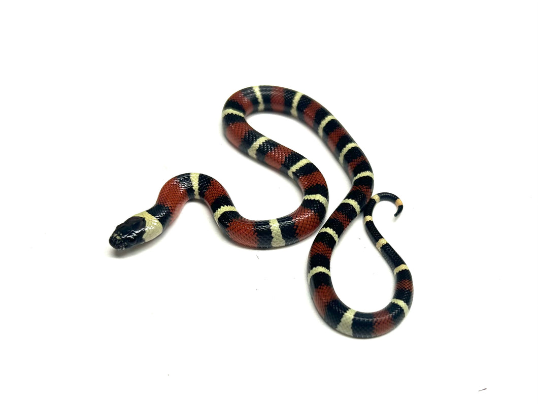 Baby Nelson’s Milksnake het Albino (Male 6)
