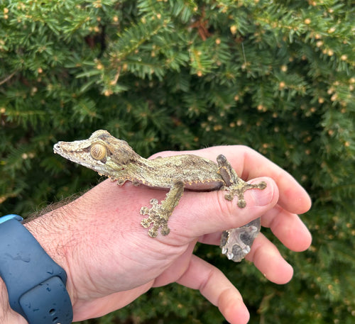 Sub-Adult Giant Leaf-tailed Gecko (Female 2)
