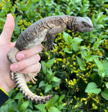 Load image into Gallery viewer, Adult Egyptian Uromastyx (4)