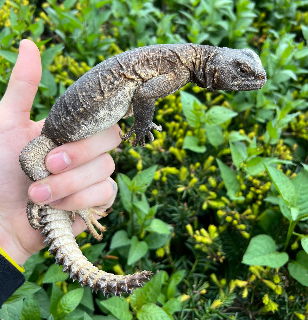 Adult Egyptian Uromastyx (4)